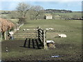 NZ0119 : Sheep and field barn, north of Demesne Lane by Christine Johnstone
