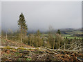 Clearfell at Craigielands Wood