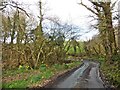 Sharp bend in Benley Wood