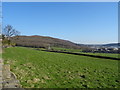 Grazing off Exley Lane