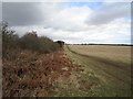 Uncultivated field