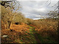 Footpath behind the hedge, Main Road, Kings Clipstone