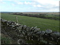 Woodland in Baldersdale