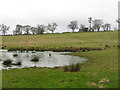 Rushy pond by Stirling Road