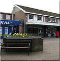 Daffodils and bench, Newport Road, Caldicot