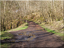 NS8841 : Path in Falls of Clyde Nature Reserve near New Lanark by David Dixon