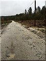 Bridleway passing through Quick Wood