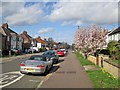 Coleridge Road: magnolia time