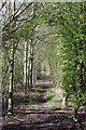 Green Arch on PROW 213_16