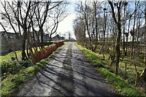 H5172 : Tree shadows along Crocknacor Road by Kenneth  Allen
