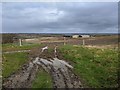 Footpath heading into a muddy field near Blue Violet