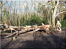 SU1789 : Sculpture in the Great Wood, Stanton Country Park by Vieve Forward