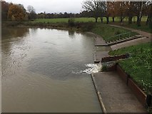 SP2965 : River level has risen a little after rain, Warwick by Robin Stott