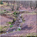 Meanders in Epping Forest near Loughton