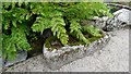 SW4531 : Mould stone in Trengwainton Garden by Sandy Gerrard