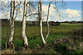H5170 : Birch trees, Derorar by Kenneth  Allen