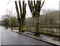 River Terrace bench between trees, Treorchy