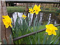 Daffodils by the pond at Little Missenden