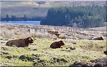 NT1256 : Highland cattle by Hareshaw Sike by Jim Barton