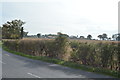 Footpath sign in hedge