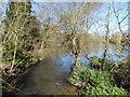 River Darenth at Sevenoaks Wildlife Reserve