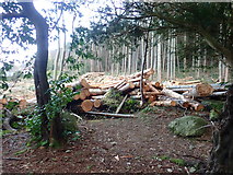J3729 : Logging operations in Donard Wood by Eric Jones