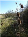 Teasels by woodland near Faversham