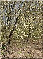 Pussy willow on the edge of a wood near Faversham