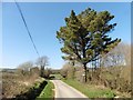 Lonesome Pine on Suddon