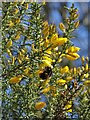 Bumble bee on gorse by Redcar Brook