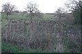 Sunflowers, Trimpley Lane