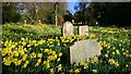 SU6895 : Daffodils in Pyrton Churchyard by Mark Percy