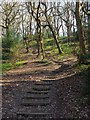 Steps in Parkbank Wood