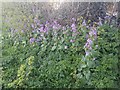 Wild flowers in Woodfield Park, Kingsbury