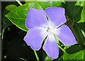 Periwinkle (Vinca major)