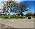 Trees on a Murton corner