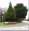 Evergreen trees on a Llantarnam corner, Cwmbran