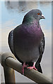 NT2676 : Feral Pigeon by Anne Burgess