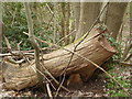 Felled tree in Bysing Wood