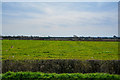 Brent Knoll : Grassy Field