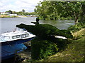 Topiary by the River Thames