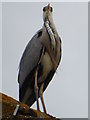 SU1586 : Heron on a suburban roof, Pinehurst by Vieve Forward