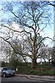 Tree on Hampstead Heath Extension