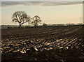 Fields by Riplingham Road