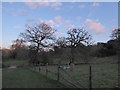 Early evening at Swan Barn Farm