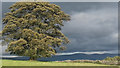 NY4928 : Lone tree near Penrith by Colin Kinnear