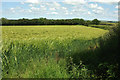 Barley near North Cockerham