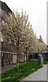 Early April blossom in Newport city centre