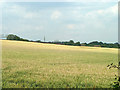 Wheat field east of M25