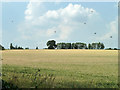 Wheat field east of M25